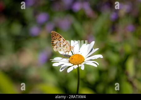 Ein Schmetterling der Hochbraunen Fritillare (Fabriciana adippe) auf einer Gänseblümchen mit einem bunten, verschwommenen Hintergrund. Stockfoto