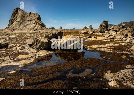 WA23467-00...WASHINGTON - bei Ebbe gibt es Gezeitenpools, die sich mit Leben auf einem Tisch verbinden, mit Seestapeln nördlich des Hole-in-the-Wall; Olympic Nationa Stockfoto