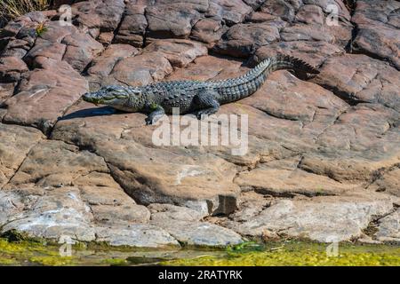 Sumpfkrokodil (auch bekannt als Mugger Crocodile) im Ranthambore-Nationalpark in Indien. Stockfoto