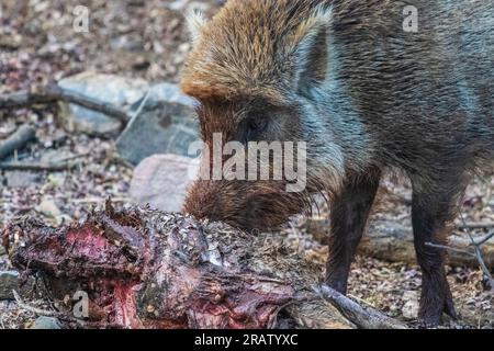 Indisches Wildschwein, das im Ranthambore-Nationalpark in Indien wilde Tötungen vergiftet. Stockfoto