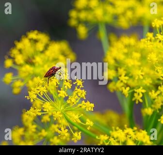 Detail einer rot gestreiften Insekte (Graphosoma lineatum) unter den gelben Blüten einer Fenchelpflanze Stockfoto