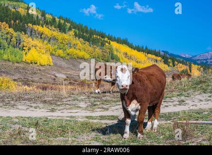 Hereford-Rinder bei Gunnison, Colorado. Stockfoto