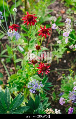 Stauden im Naturgarten, rote Echinacea und blaublühender Knoblauch Stockfoto