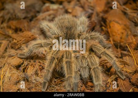 Chilenisches Rosenhaar Tarantula Grammostola Rosea. Eine der sanftmütigsten Taranteln. Dies ist in der Regel die erste Tiertarantel, nach der Menschen suchen, wenn Bu Stockfoto
