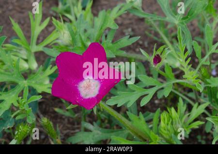 Winecup, Callyrhoe involucrata Stockfoto