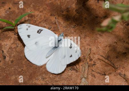 Checkered White, Pontia Protodice Stockfoto