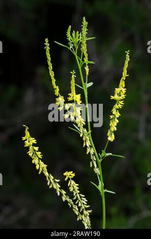 Gelber Kleeblatt, Melilotus officinalis Stockfoto