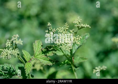 Baldrian officinalis oder Katzengras (Valeriana officinalis). Infloreszenz-Nahaufnahme und ein Busch in einer Waldrodung Stockfoto