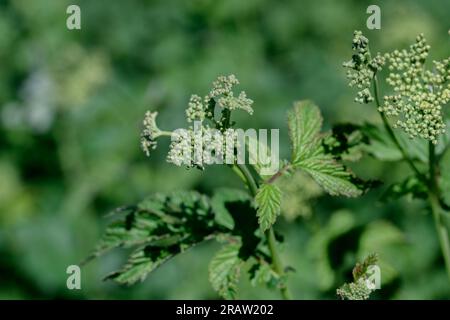 Baldrian officinalis oder Katzengras (Valeriana officinalis). Infloreszenz-Nahaufnahme und ein Busch in einer Waldrodung Stockfoto