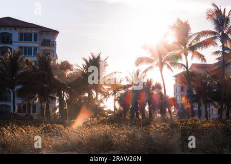 Wunderschöne Palmen an einem Strand in florida Stockfoto