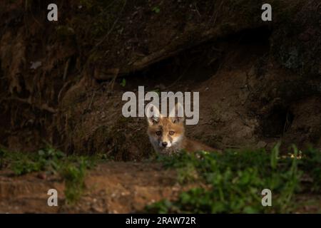 Kleine Rotfüchse spielen in der Nähe der Höhle. Fuchs im Wald. Europäischer Raubtier im natürlichen Lebensraum. Stockfoto