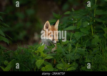 Kleine Rotfüchse spielen in der Nähe der Höhle. Fuchs im Wald. Europäischer Raubtier im natürlichen Lebensraum. Stockfoto