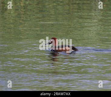 Wilde Ente (Aythya nyroca) auf dem Nil in Assuan, Ägypten Stockfoto