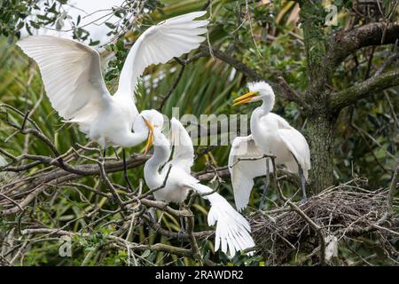 Zwei große Eichhörnchen (Ardea alba), die mit ihren Eltern nisten und gefüttert werden wollen, Spring, Florida, USA, von Dominique Braud/Dembinsky Photo Assoc Stockfoto