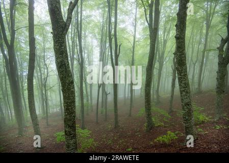 Nebelwald im Maiella-Nationalpark - Italien Stockfoto