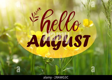 Hallo August. Wunderschöne gelbe Butterblumen, die im grünen Gras im Freien wachsen Stockfoto