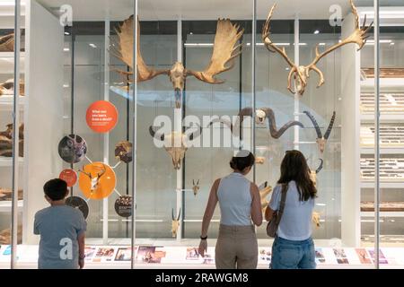 Das Gilder Center im American Museum of Natural History im oberen Westen von Manhattan NYC Stockfoto