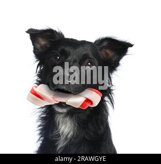 Süßer Hund mit Kauknochen im Mund auf weißem Hintergrund Stockfoto