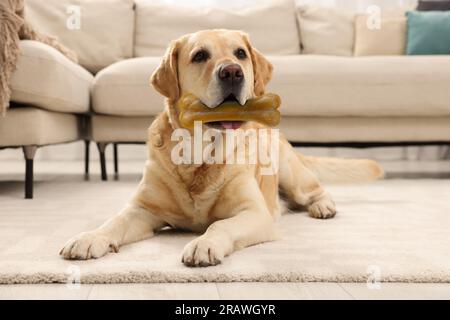 Süßer Golden Retriever Hund, der Kauknochen im Mund hält Stockfoto