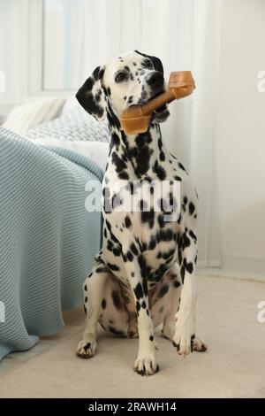 Süßer dalmatinischer Hund, der Kauknochen im Mund hält Stockfoto