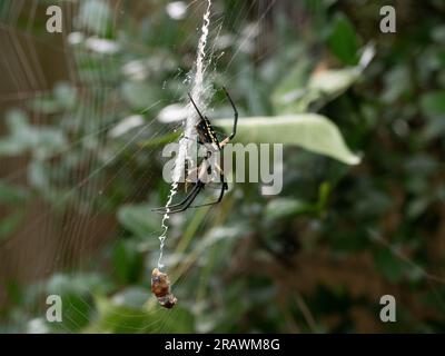 Argiope Aurantia oder schwarz-gelbe Gartenspinne im Profil fotografiert mit unbeweglicher Beute, die in Spinnenseide eingewickelt ist. Stockfoto