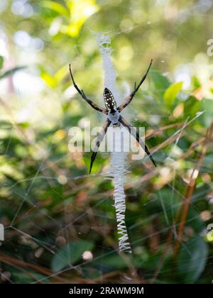 Nahaufnahme einer Argiope-Aurantia oder einer schwarz-gelben Gartenspinne im Zickzacknetz. Fotografiert mit geringer Tiefenschärfe in Texas. Stockfoto