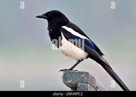 Ein Seitenblick auf einen erwachsenen Elfenvogel „Pica pica“, der auf einem Geländer im ländlichen Alberta, Kanada, hoch oben steht. Stockfoto