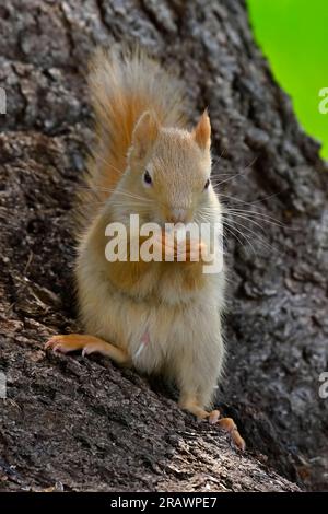 Ein blassfarbenes rotes Eichhörnchen (Tamiasciurus hudsonicus), das auf einer Baumwurzel sitzt und sich in seinem Waldlebensraum im ländlichen Alberta, Kanada, von einem Samen ernährt Stockfoto