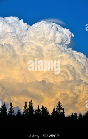 Ein vertikales Bild einer riesigen weißen Gewitterwolke vor einem blauen Himmel im ländlichen Alberta, Kanada. Stockfoto