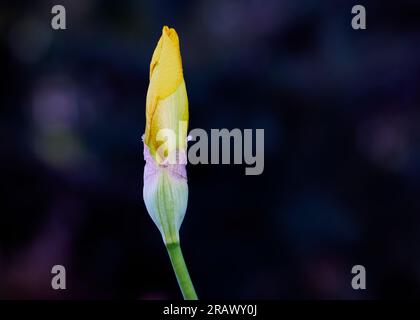 Nahaufnahme einer gelben Blütenknospe mit geringer Schärfentiefe Stockfoto