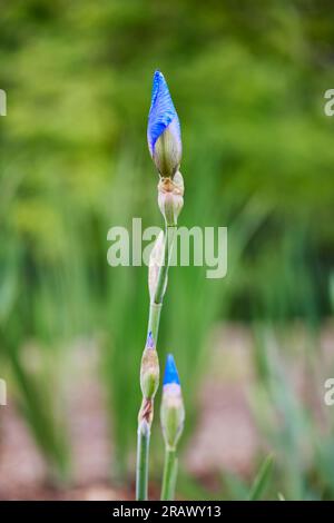 Nahaufnahme der Blütenknospe einer Blume aus blauem Zenith Lila und gelber Iris mit geringer Schärfentiefe Stockfoto
