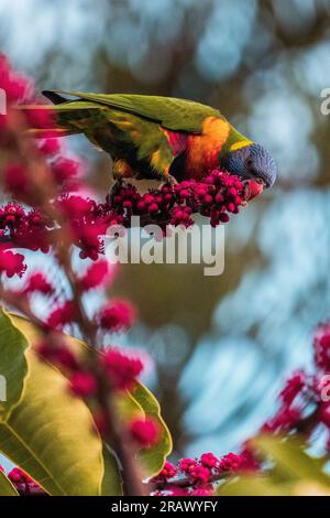 Ein lebhafter Regenbogen-Lorikeet, hoch oben auf einem Ast, der sich mit seinem bunten Gefieder an reifen Beeren erfreuen kann. Stockfoto