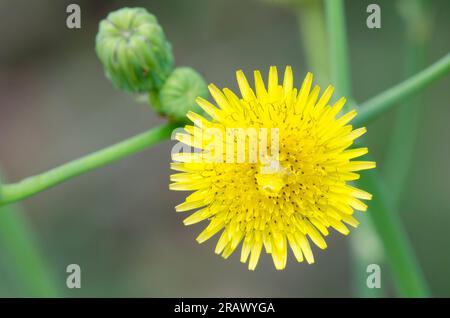 Spiny Sowthistle, Sonchus Aper Stockfoto