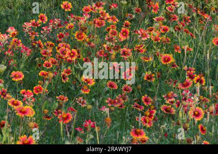 Indische Decke, Gaillardia pulchella Stockfoto