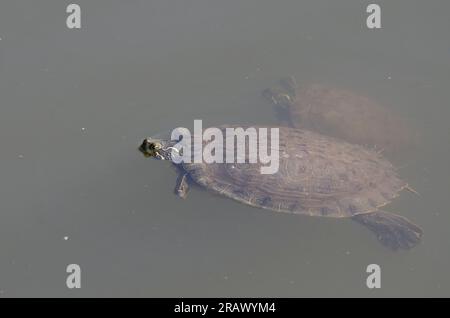 Eastern River Cooters, Pseudemys concinna concinna, Schwimmen Stockfoto