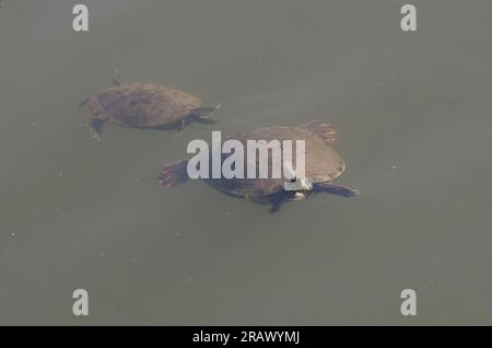 Eastern River Cooters, Pseudemys concinna concinna, Schwimmen Stockfoto