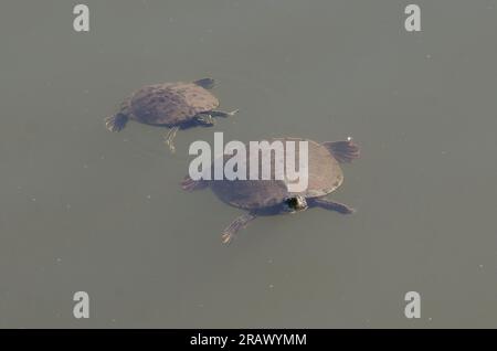 Eastern River Cooters, Pseudemys concinna concinna, Schwimmen Stockfoto