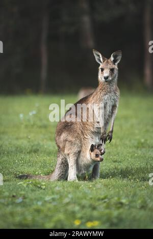 Ein herzerwärmender Anblick einer Känguru-Mutter mit ihrem bezaubernden joey, sicher in ihrem Beutel, verkörpert die Verbindung von mütterlicher Liebe und Fürsorge in der Anim Stockfoto