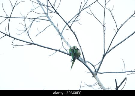 Gelbschnabel-amazonas (Amazona collaria), auch Gelbschnabel-Papagei oder jamaikanischer amazonas genannt Stockfoto