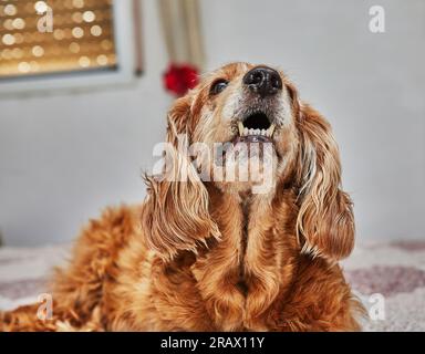 Gemütlicher Hundeausflug, englischer Cocker Spaniel auf dem Bett. Stockfoto