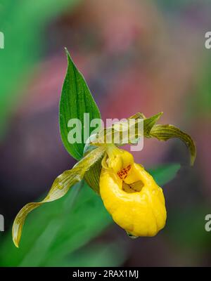 Wassertröpfchen aus einer leichten Regenform auf einer Gelben Lady Slipper Orchid (Cypripedium parviflorum - Papyrifera), Newport State Park, Door County, Wiscon Stockfoto