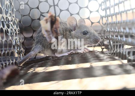 Ratte in Käfig-Mausefalle auf weißem Hintergrund, Maus findet einen Ausweg aus der Eindämmung, Fallen und Entfernen von Nagetieren Stockfoto