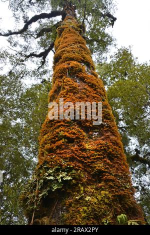 Flechten, Moos und Farne wachsen auf dem Stamm eines hohen Kahikatea-Baumes, Oparara, karamea, Neuseeland Stockfoto