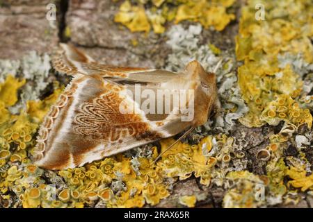 Detaillierte Nahaufnahme der bunten Büffelbögen Eulchenmotte, Habrosyne pyritoides, die auf Holz sitzen Stockfoto