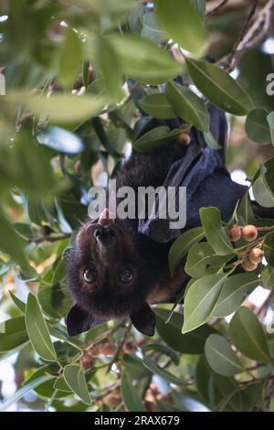Eine Fledermaus hängt kopfüber auf einem Ast, und ihre auffälligen Merkmale passen zu den dunklen Schatten der Nacht. Stockfoto