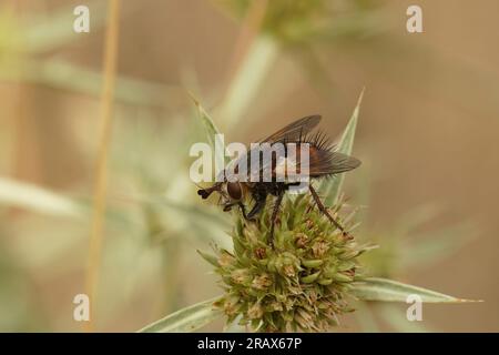 Natürliche Nahaufnahme einer seltenen tachiniden Fliege, Peleteria rubescens auf einer Campesterblume von Eryngium Stockfoto