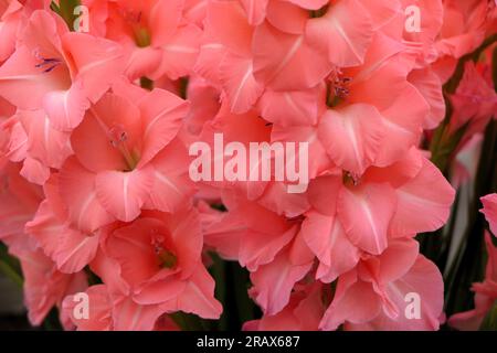 BBC Gardens Birmingham UK 2023, Stockfoto