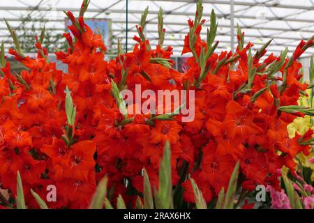 BBC Gardens Birmingham UK 2023, Stockfoto
