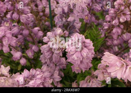 BBC Gardens Birmingham UK 2023, Stockfoto