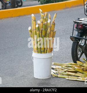 Zuckerrohre in einem Eimer auf den Straßen von Tarapoto, einer Stadt im peruanischen Dschungel. Stockfoto